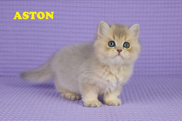 Chaton Mâle Golden Chateau – British Longhair – Golden – LOOF