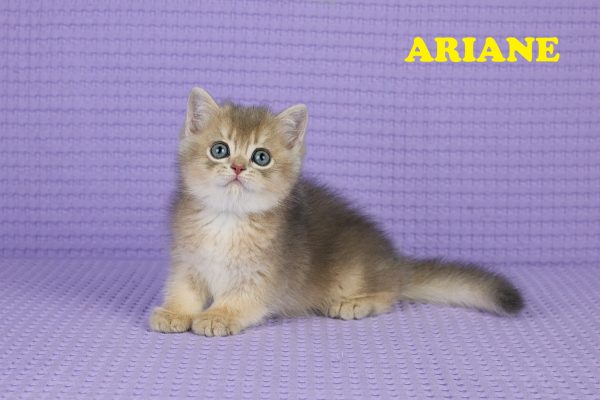 Chaton Femelle Golden Chateau – British Shorthair – Golden – LOOF