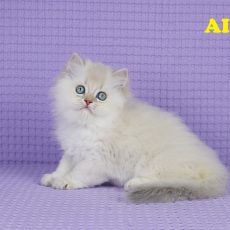 Chaton Femelle Golden Chateau – British Longhair – Golden – LOOF
