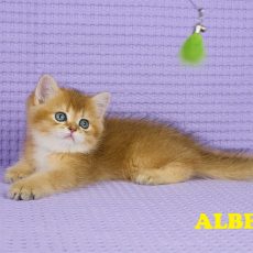 Chaton Mâle Golden Chateau – British Shorthair – Golden – LOOF