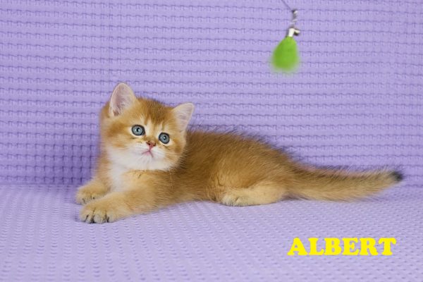 Chaton Mâle Golden Chateau – British Shorthair – Golden – LOOF
