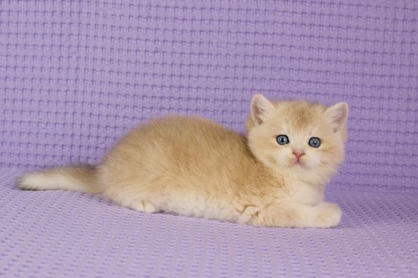 ASKIMO – Mâle British Shorthair Crème Golden Shell – Image 2