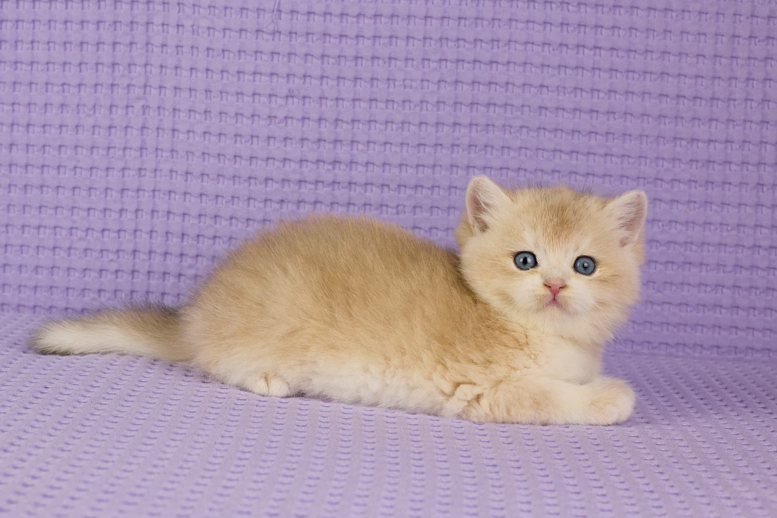 ASKIMO – Mâle British Shorthair Crème Golden Shell – Image 2