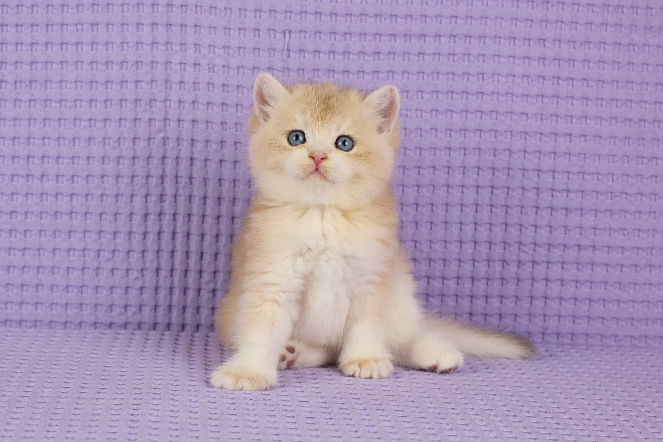 ASKIMO – Mâle British Shorthair Crème Golden Shell – Image 3