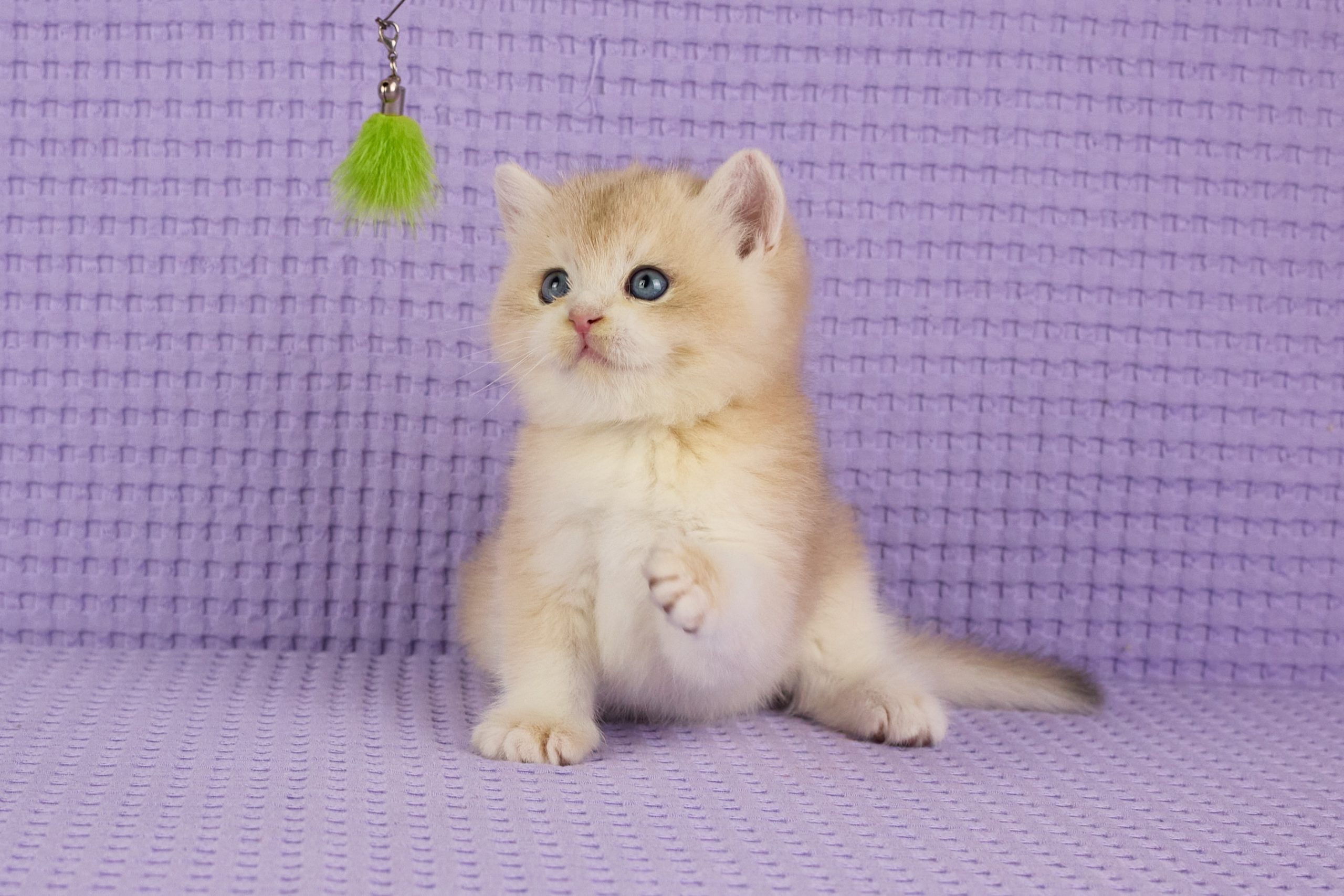 ASKIMO – Mâle British Shorthair Crème Golden Shell – Image 4