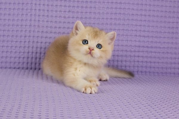 ASKIMO – Mâle British Shorthair Crème Golden Shell – Image 5