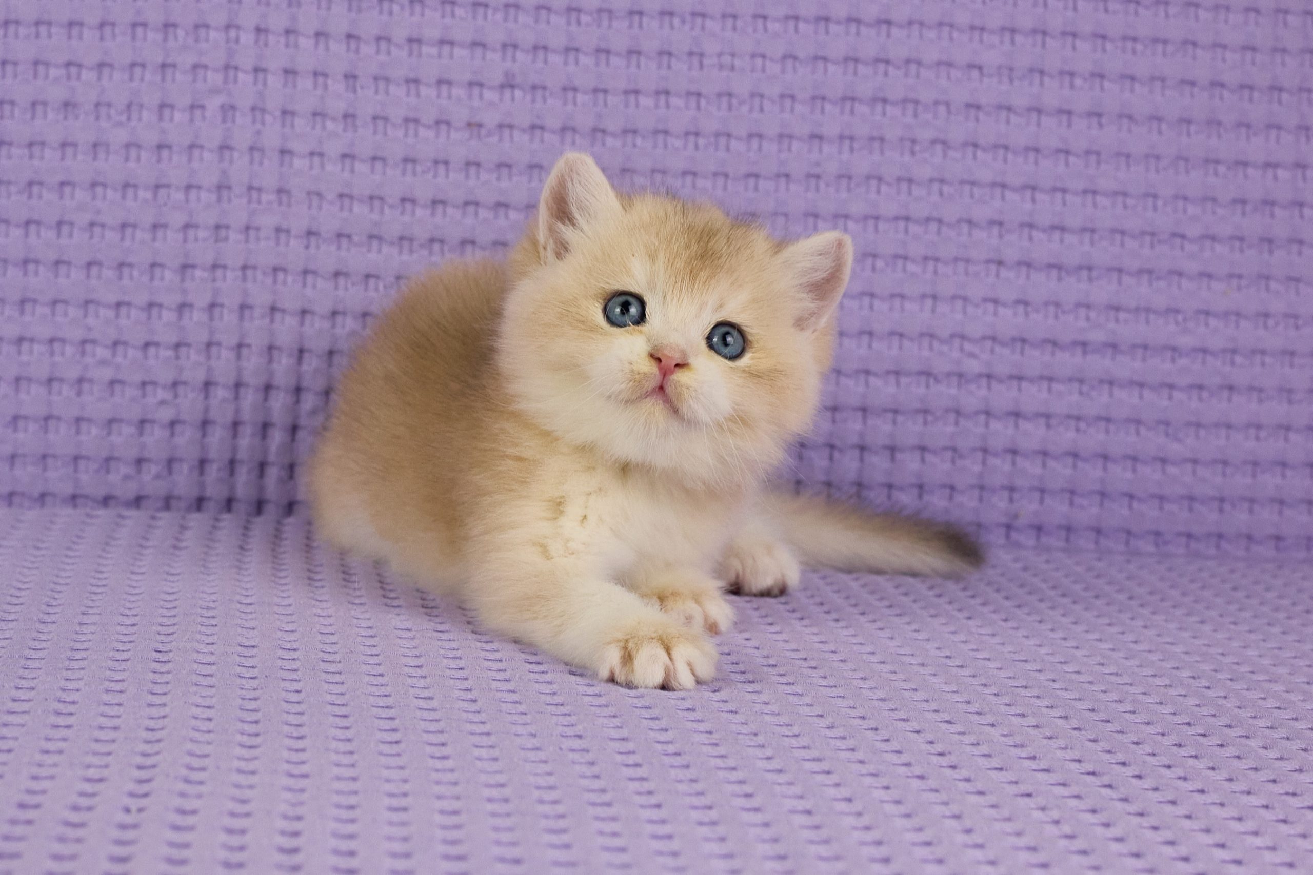 ASKIMO – Mâle British Shorthair Crème Golden Shell – Image 5