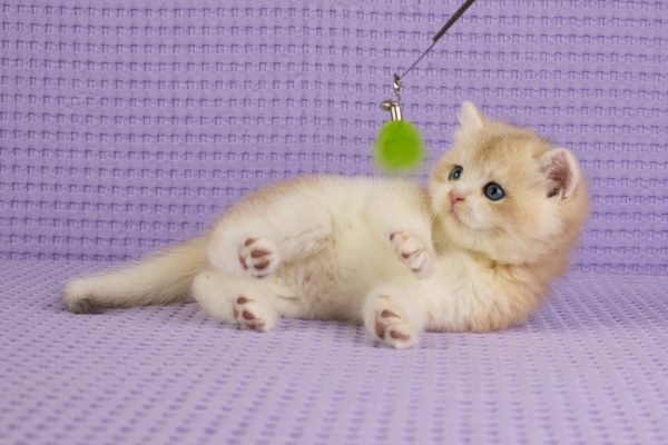 ASKIMO – Mâle British Shorthair Crème Golden Shell – Image 6