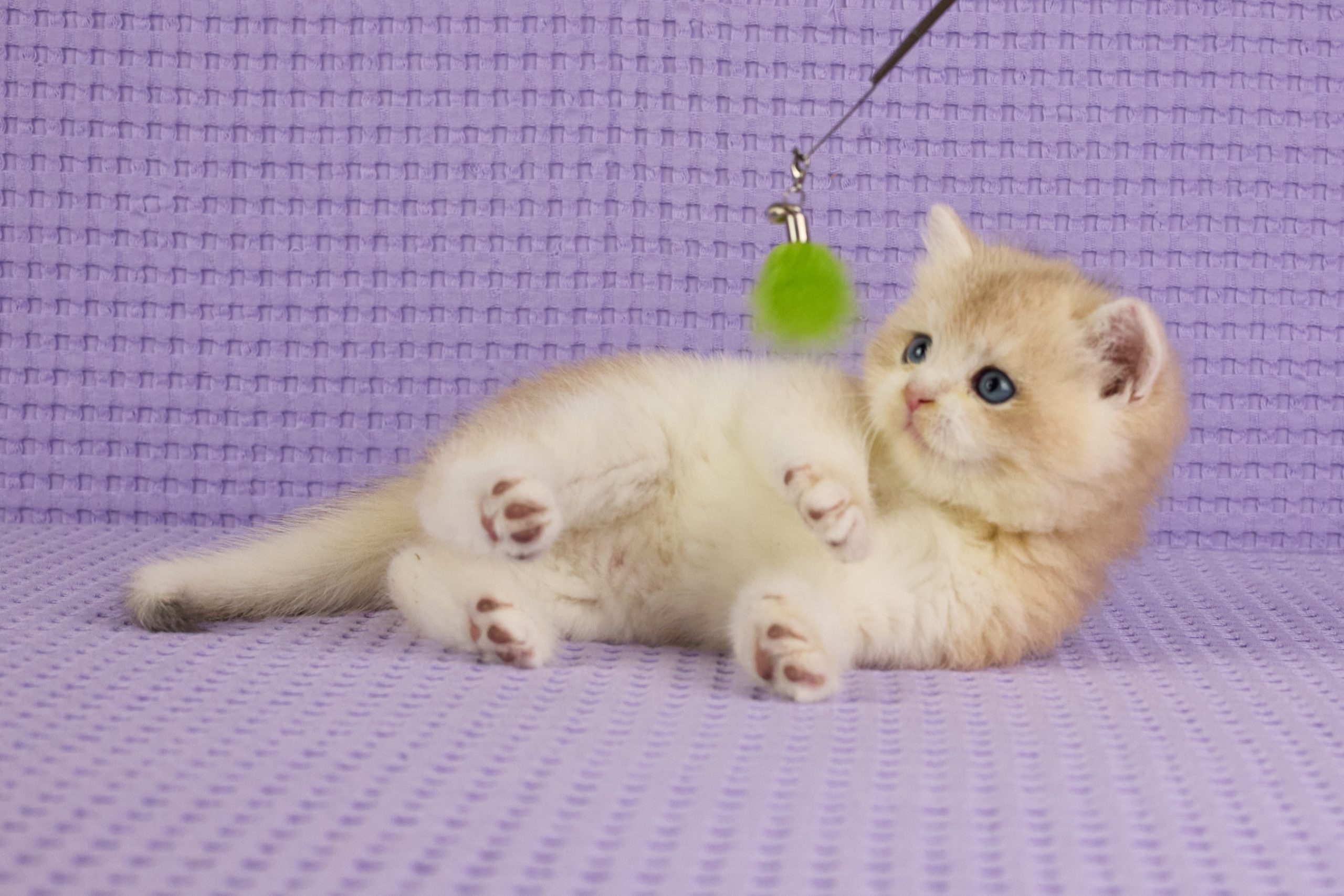 ASKIMO – Mâle British Shorthair Crème Golden Shell – Image 6