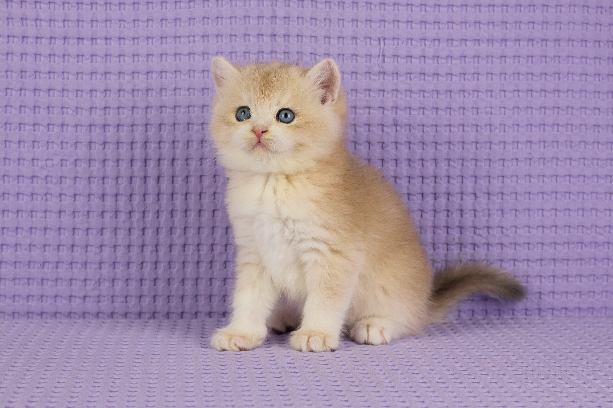 ASKIMO – Mâle British Shorthair Crème Golden Shell – Image 7