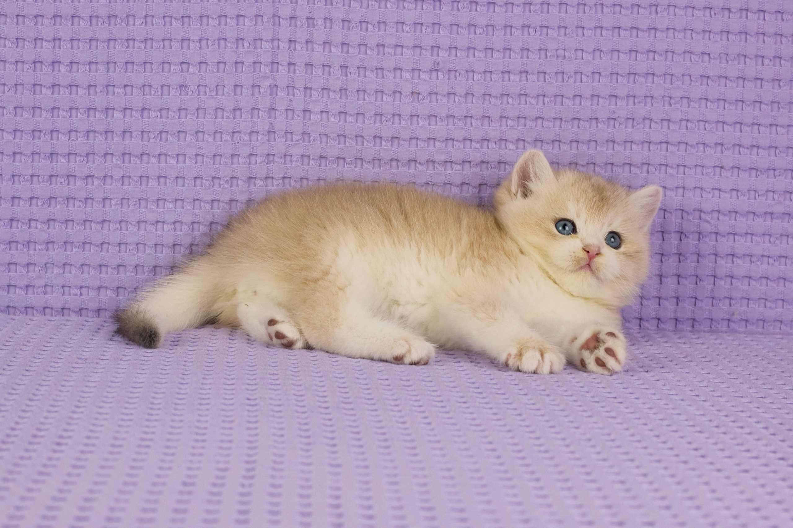 ASKIMO – Mâle British Shorthair Crème Golden Shell – Image 8