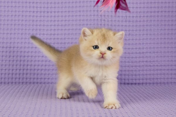 ASKIMO – Mâle British Shorthair Crème Golden Shell – Image 10