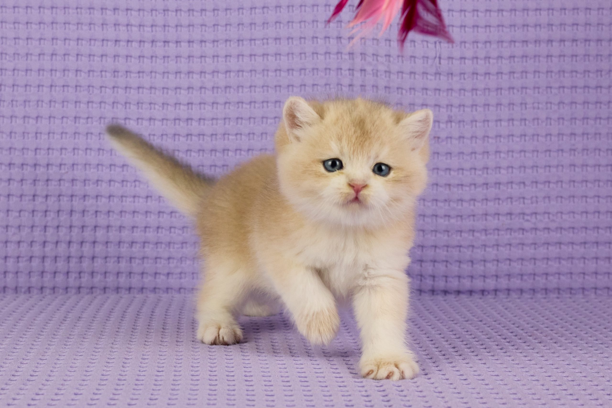 ASKIMO – Mâle British Shorthair Crème Golden Shell – Image 10