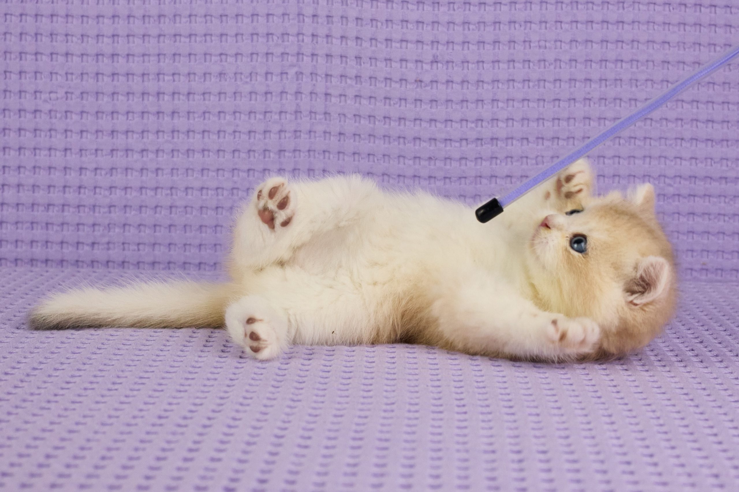 ASKIMO – Mâle British Shorthair Crème Golden Shell – Image 11