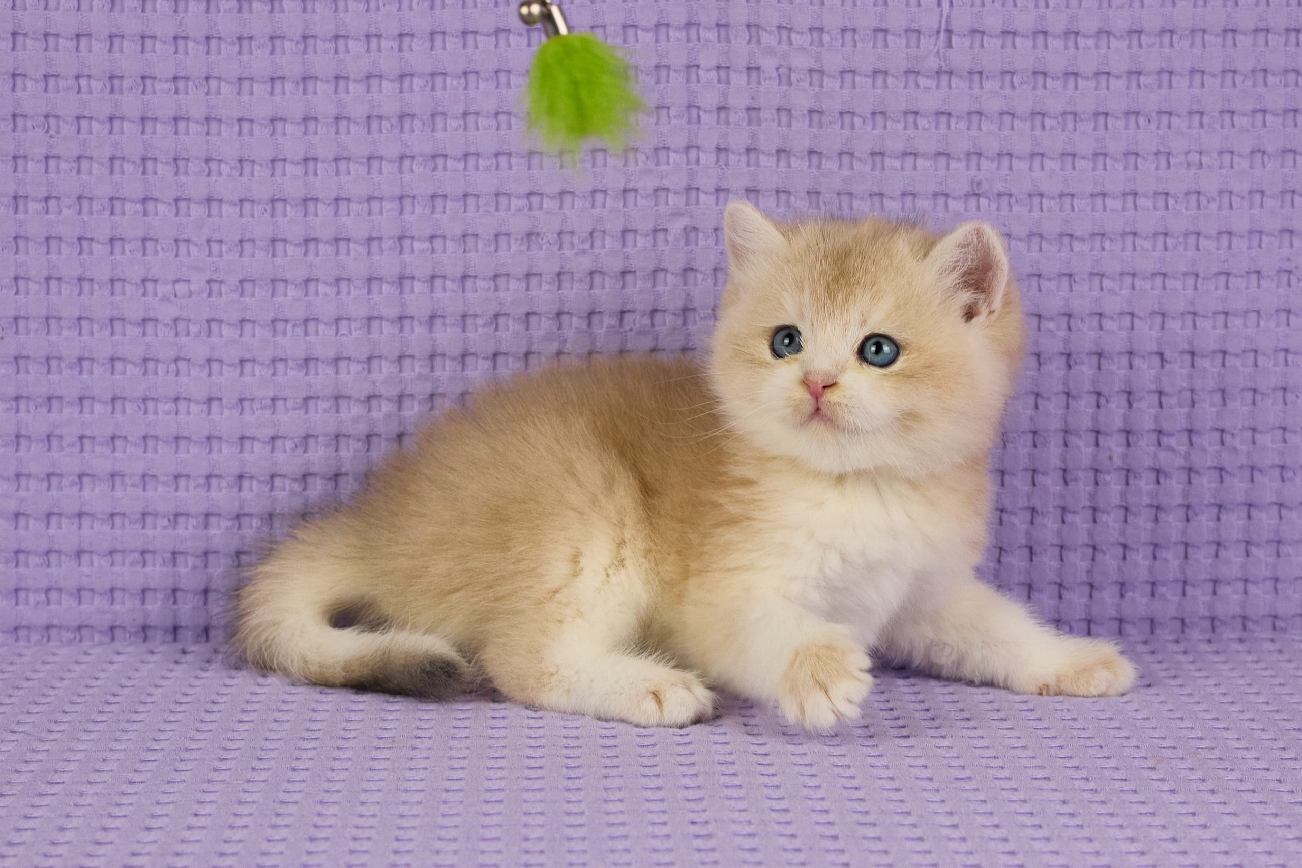 ASKIMO – Mâle British Shorthair Crème Golden Shell – Image 9