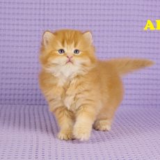 ALF - Mâle: British Longhair Red Golden Shell