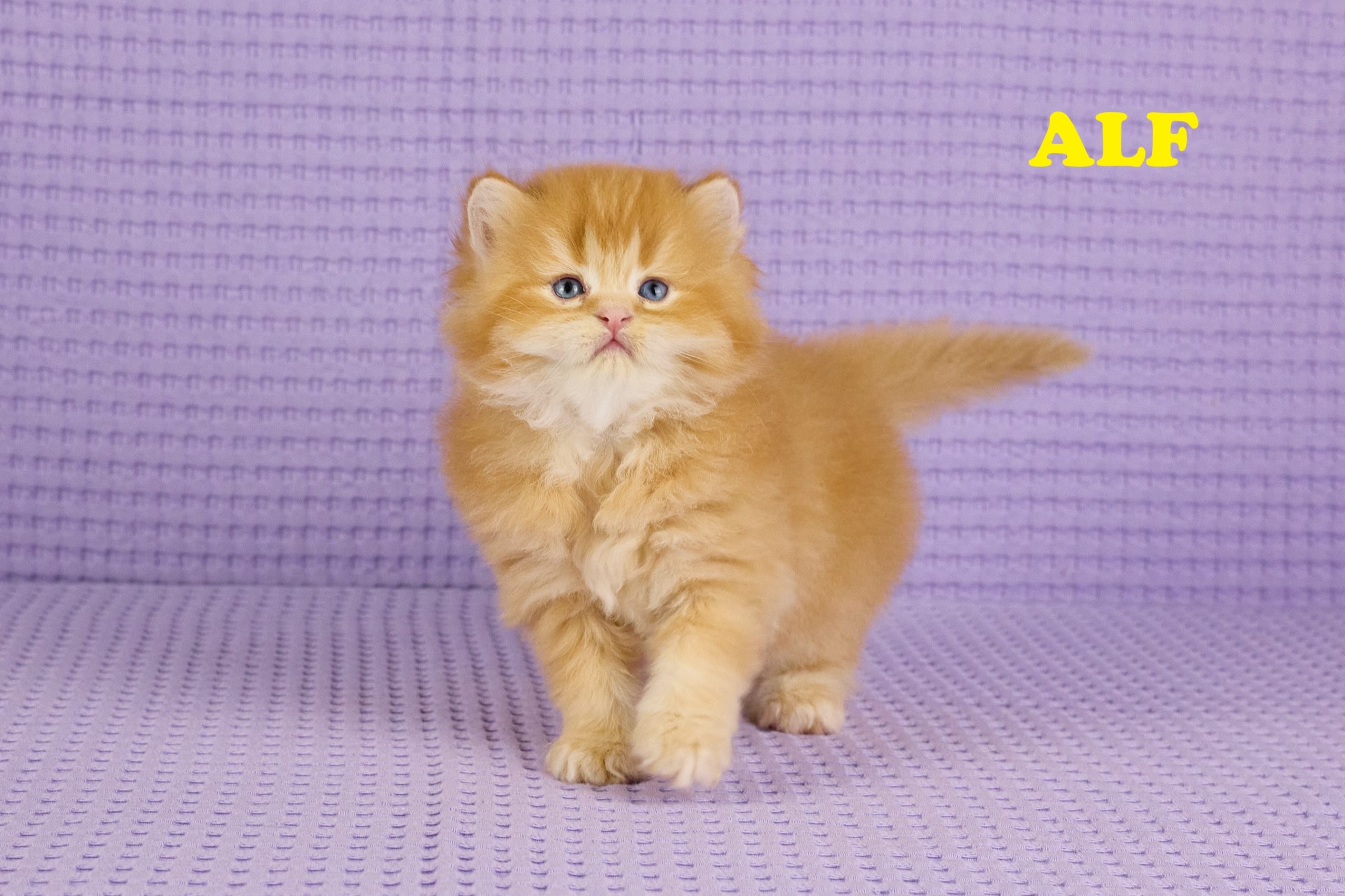 ALF - Mâle: British Longhair Red Golden Shell