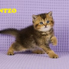 ANTZO - Mâle: British Shorthair Black Golden Ticked Tabby