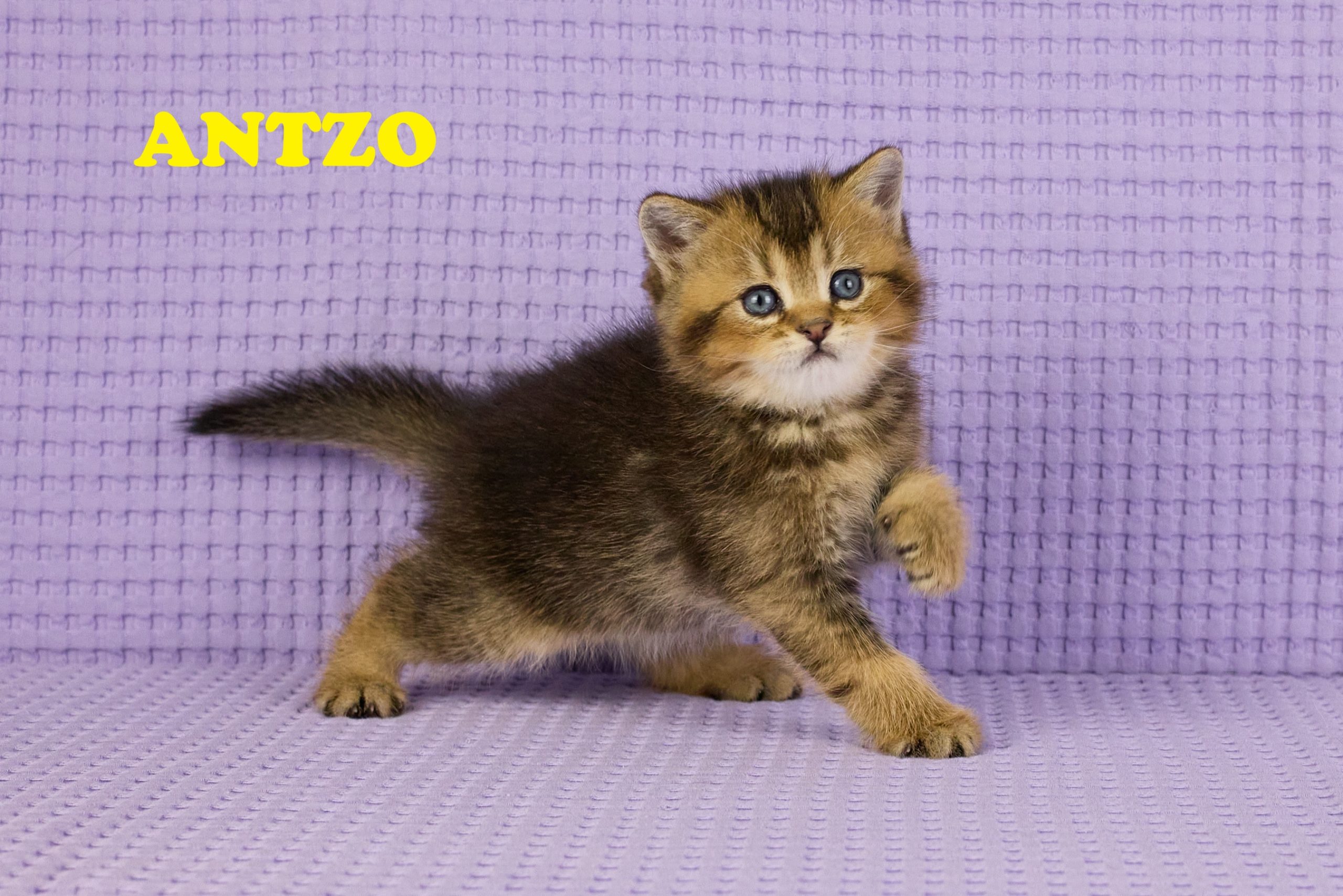 ANTZO - Mâle: British Shorthair Black Golden Ticked Tabby
