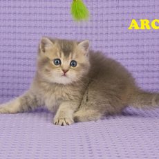 ARCO - Mâle : British Shorthair Blue Golden Ticked Tabby