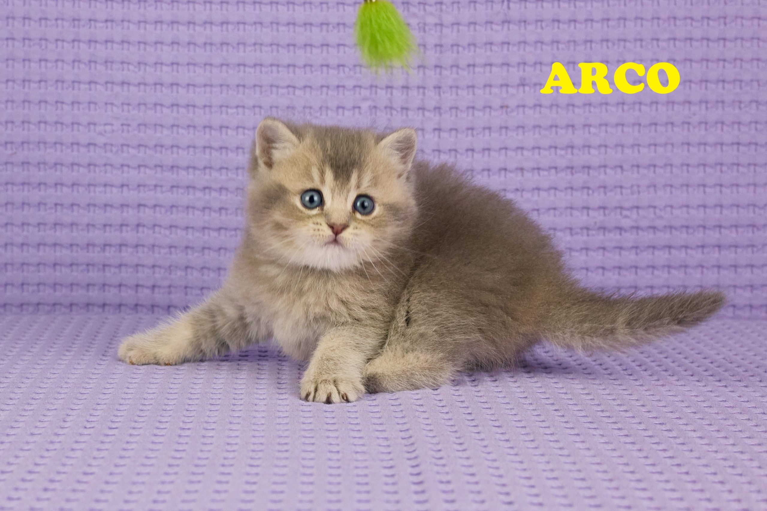 ARCO - Mâle : British Shorthair Blue Golden Ticked Tabby