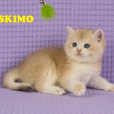 ASKIMO – Mâle British Shorthair Crème Golden Shell