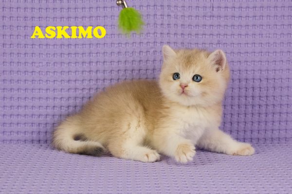 ASKIMO – Mâle British Shorthair Crème Golden Shell