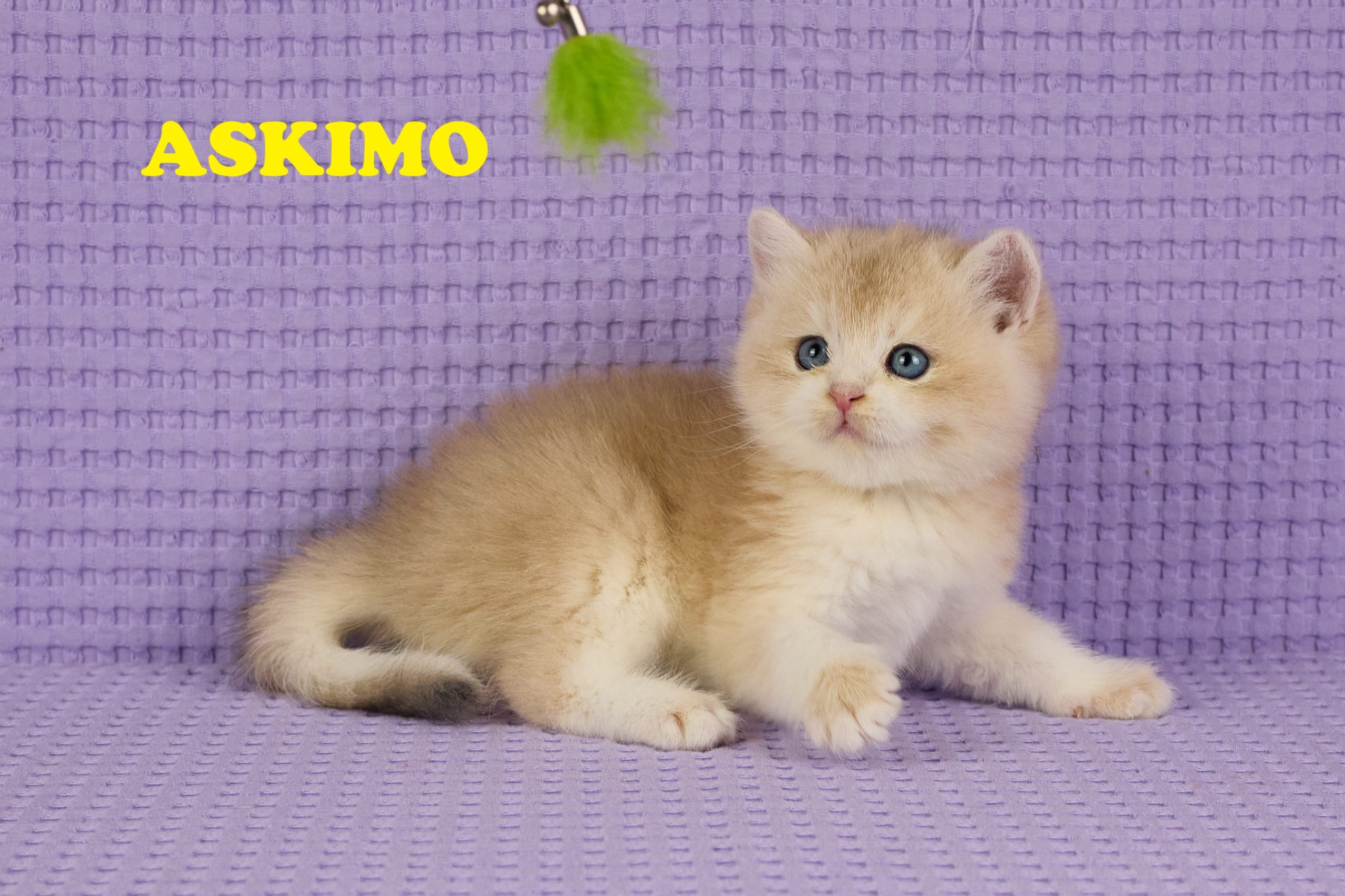 ASKIMO – Mâle British Shorthair Crème Golden Shell