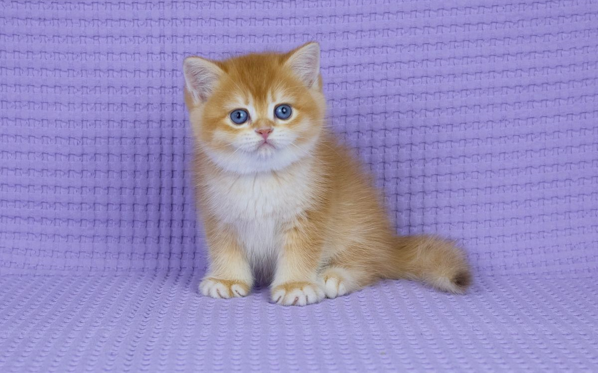 Femelle British Shorthair Chocolate Golden Shell LOOF