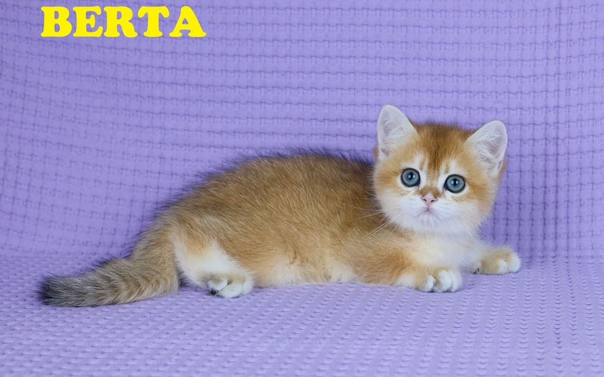 Femelle British Shorthair Black Golden Shaded LOOF/RF