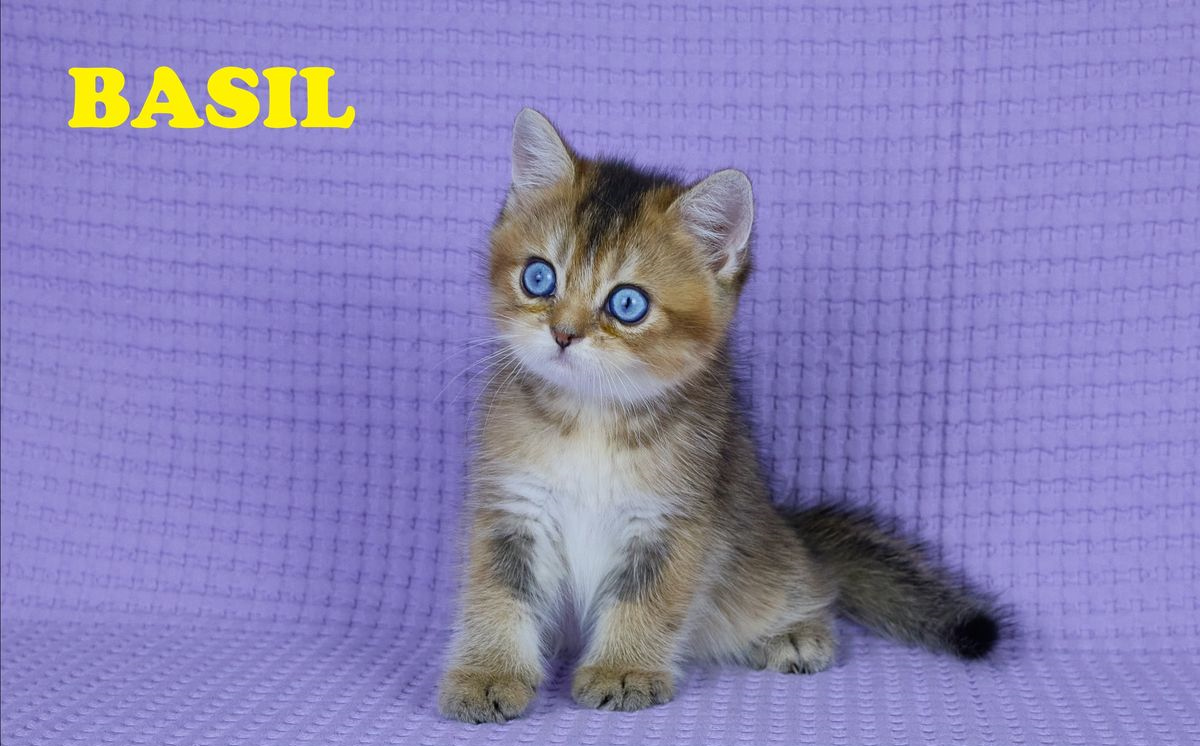 Mâle British Shorthair Black Golden Ticked Tabby (DBE/locket yx blues)