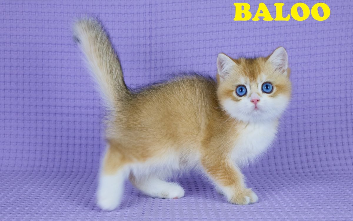 Mâle British Shorthair Black Golden Shaded (DBE/locket yx blues) LOOF/RF