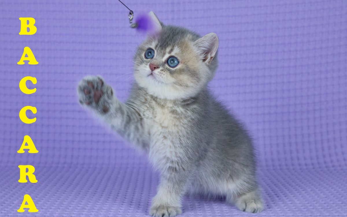 Femelle British Shorthair Blue Crème Tortie Golden Ticked Tabby